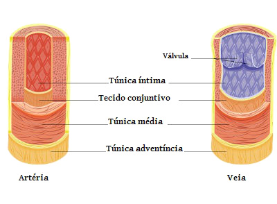 Observe a espessura da túnica média da artéria e da veia