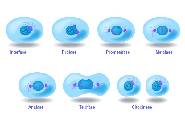 Diagrama do ciclo celular. fases do ciclo celular. ciclo de vida de uma  célula. síntese de dna e divisão celular.