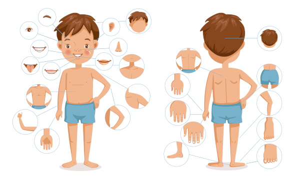 Parts of the Body Photos and English Vocabulary - Vocabulario