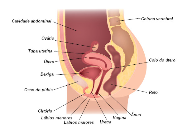 Órgãos que fazem parte do sistema reprodutor feminino.
