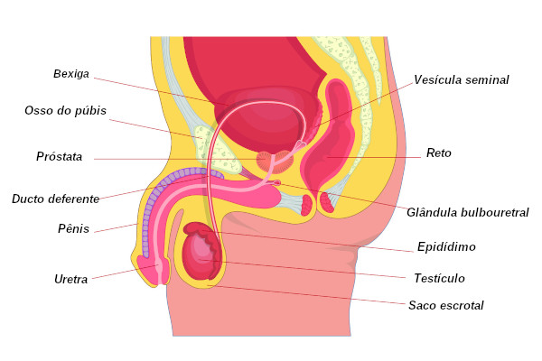 Órgãos que fazem parte do sistema reprodutor masculino.