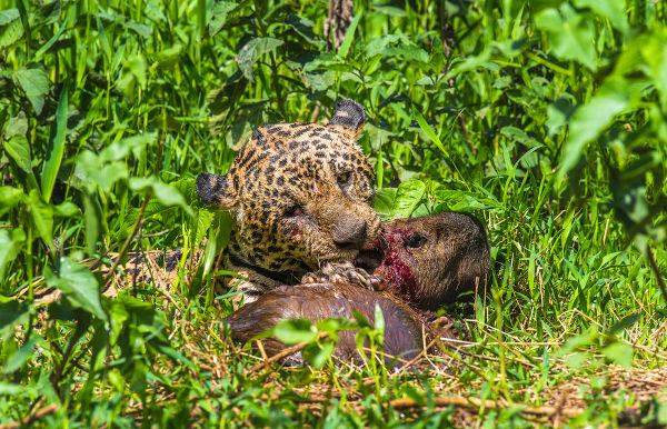 A falta de alimentos é uma das graves consequências indiretas. Na foto, onça abatendo capivara no Pantanal.