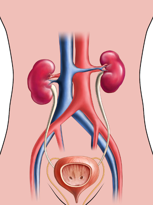O sistema urinário é constituído pelos rins, ureteres, bexiga e uretra.