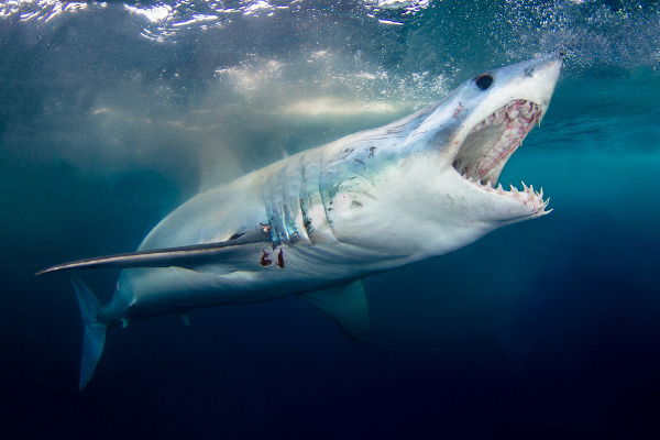 Os tubarões são exemplos de animais vertebrados.