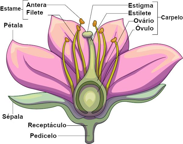 Partes principais de uma flor.
