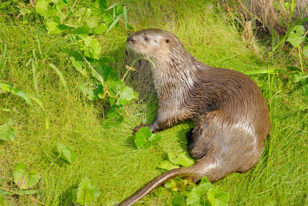 Infolontra - Área da lontra