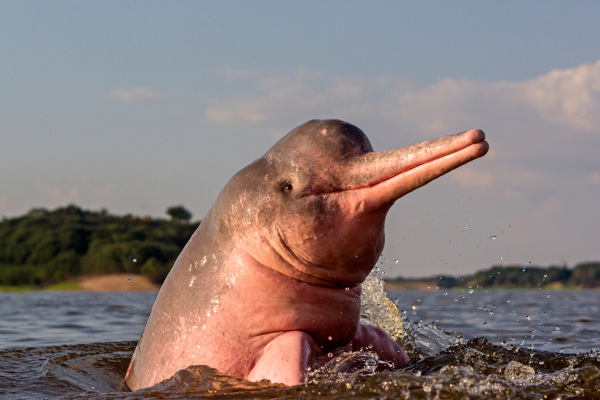 O boto-cor-de-rosa é um golfinho que vive na água doce.