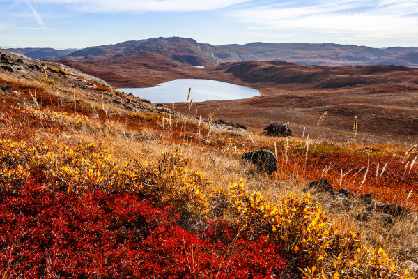 Arbustivas e vegetação rasteira da Tundra.