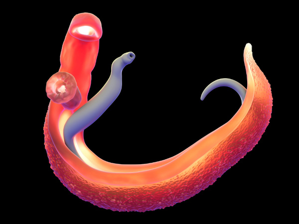 O Schistosoma mansoni é o parasita responsável pela esquistossomose.