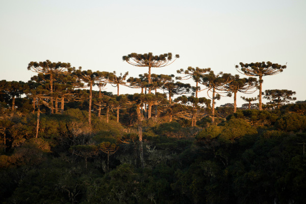 Domínio morfoclimático das araucárias.