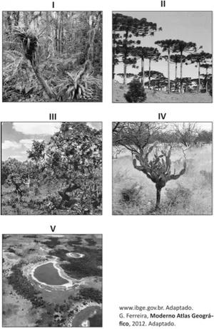 Imagem de cinco tipos de vegetação.