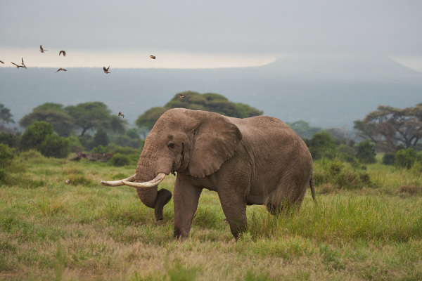 O elefante-africano-de-savana se destaca por ser o maior animal terrestre do mundo.