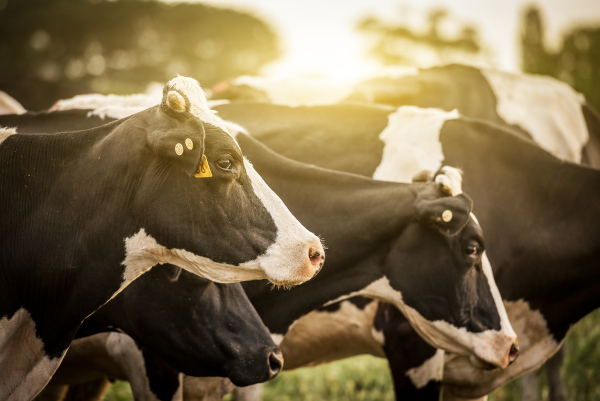 A criação de animais para a produção de alimentos e matérias-primas recebe o nome de pecuária.