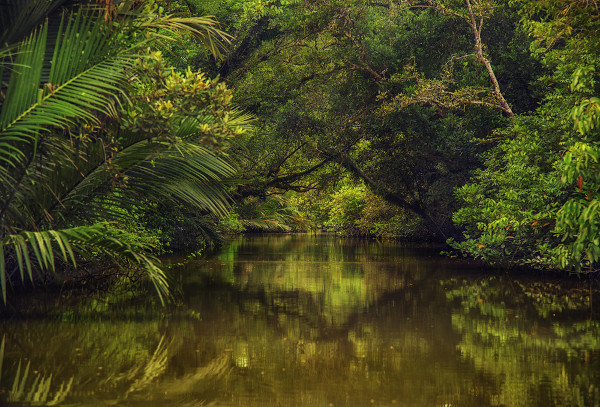 Porção da floresta de Sundarbans, em Bangladesh