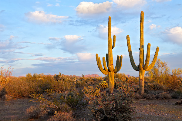 Vegetação típica do deserto, com dois cactos em primeiro plano