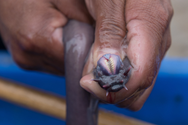 Mão segurando peixe-bruxa, um exemplo de animal vertebrado.