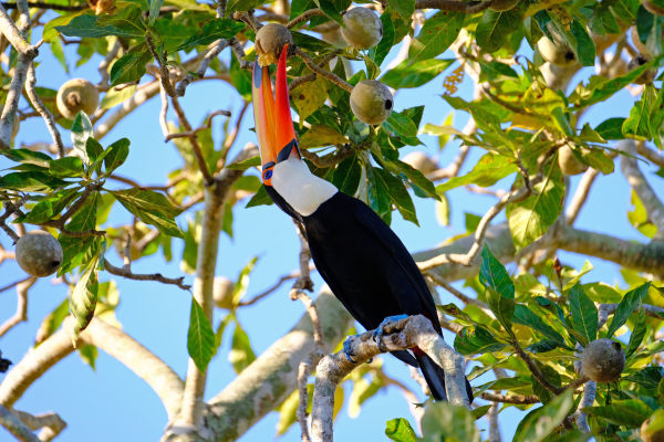 Tucanos são animais que possuem bico longo e colorido, o qual é bastante eficiente para colheita de frutos.