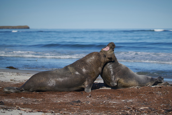 Elefantes-marinhos machos brigam para manter seu harém.