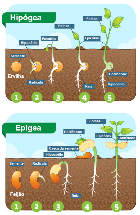 Ilustração das etapas dos dois processos de germinação: epígea e hipógea.