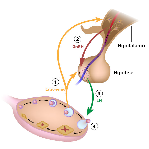 Esquema ilustrativo da liberação dos hormônios LH e FSH pelo hormônio GnRH