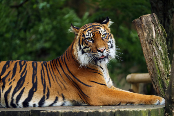 O tigre é um felino, assim como a onça-pintada, o leão e o leopardo.