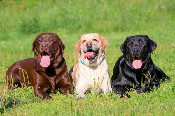 Três cães labradores sobre a grama.