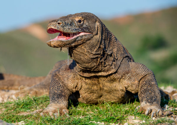 Dragão-de-komodo