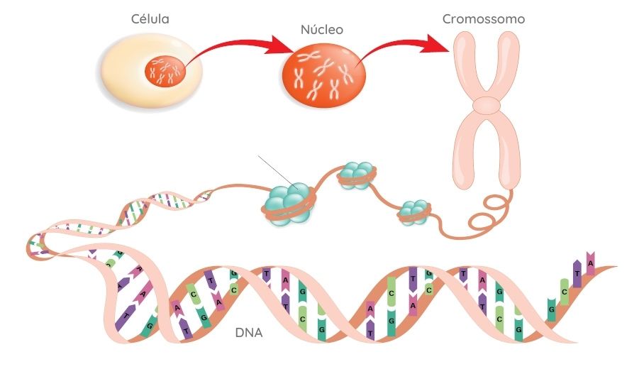 Ilustração das estruturas que formam o DNA.