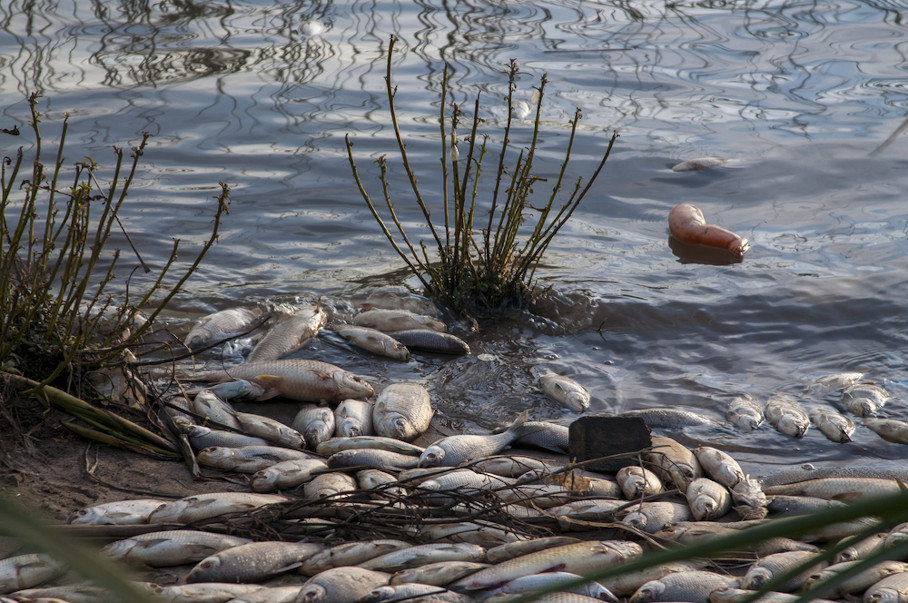 Peixes mortos na beirada de um rio devido à poluição perto de uma central térmica.
