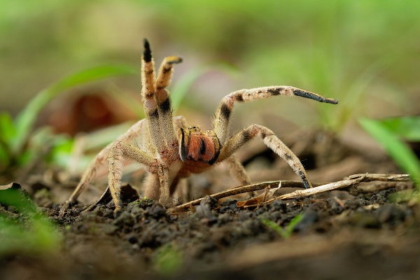 Aranha-armadeira em posição de ataque
