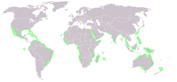 Mapa-múndi com distribuição espacial dos mangues.