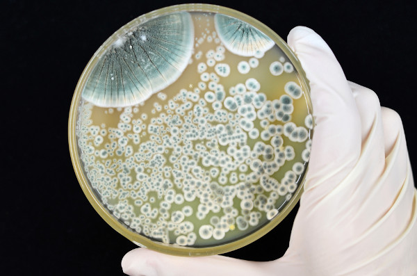 Colônia do fungo Penicillium, gênero que dá origem ao medicamento penicilina.