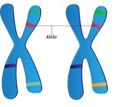 Representação de alelos em cromossomos homólogos