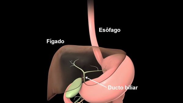 Ilustração mostrando a localização do fígado e, logo abaixo, a vesícula e os ductos biliares, que conduzem a bile.