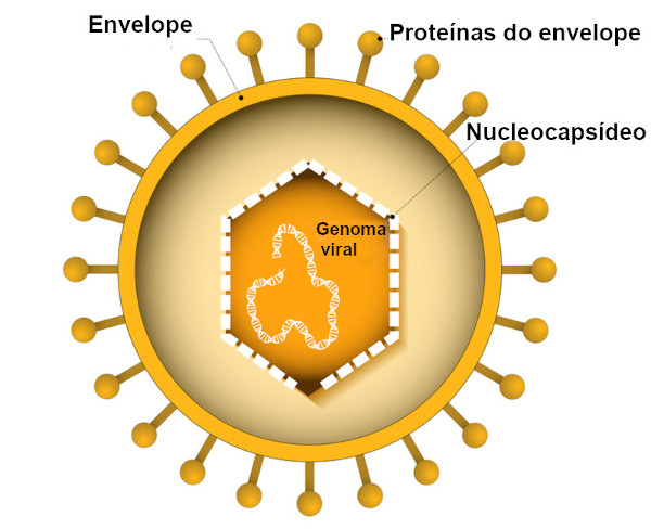 Estrutura do vírus Epstein-Barr