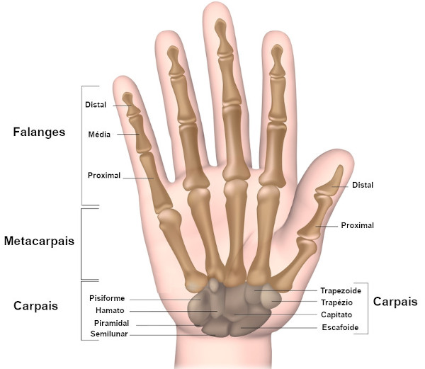 Ilustração da estrutura e da localização dos grupos de ossos da mão.