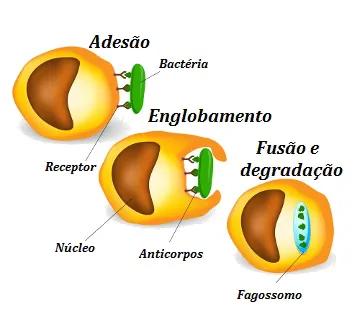  Ilustração das etapas da fagocitose realizadas em uma célula de defesa.