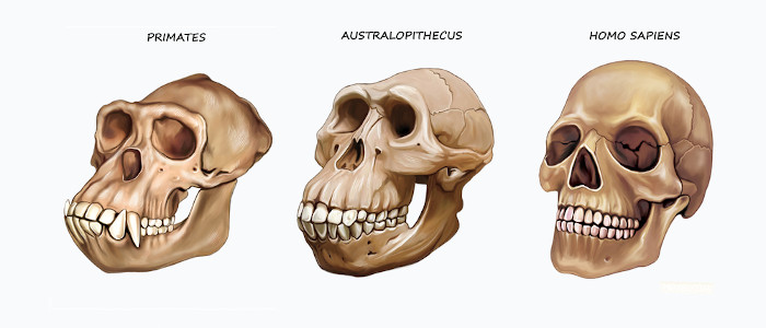 Ilustração de três crânios: de um primata, de um Australopithecus e de um Homo sapiens. 