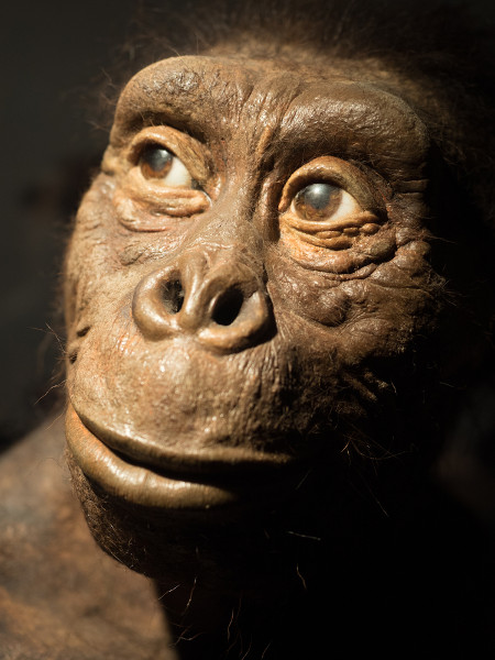 Reprodução do rosto de Lucy, fóssil da espécie Australopithecus afarensis, que antecedeu o gênero Homo. 
