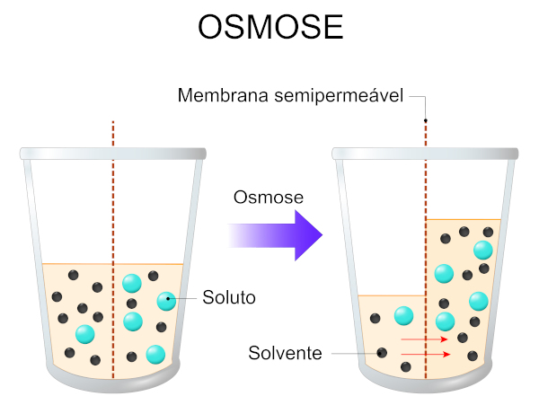 Representação esquemática da osmose.