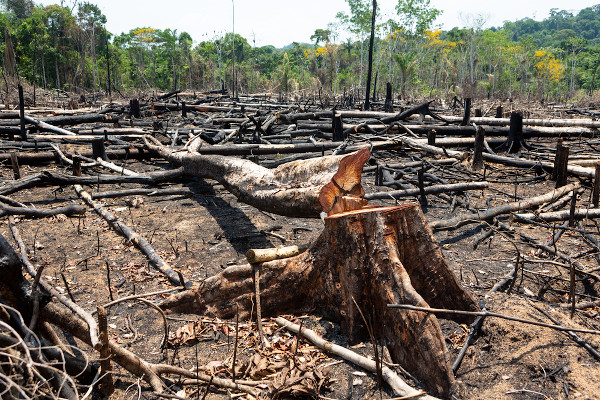 Área de ocorrência de desmatamento ilegal na Floresta Amazônica, um dos principais problemas ambientais do Brasil.