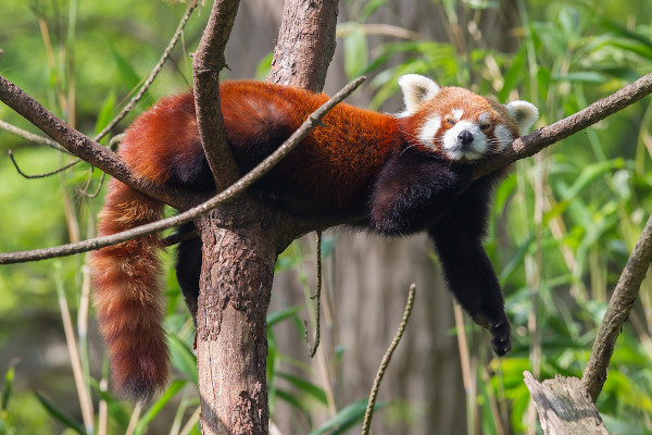 Panda-vermelho deitado nos galhos de uma árvore.