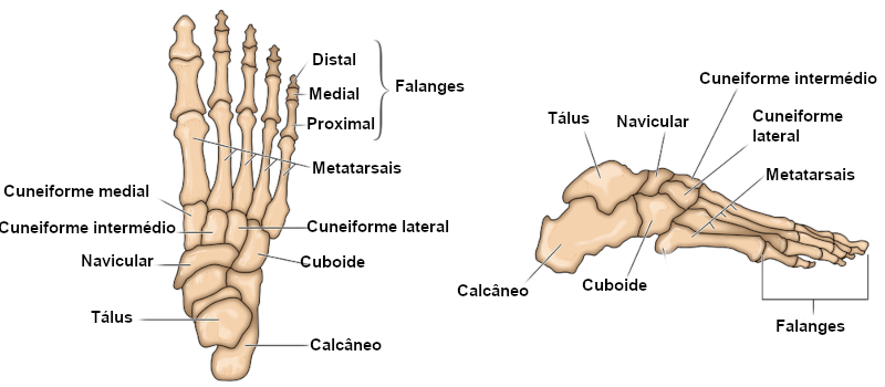 Ilustração dos ossos do pé com a localização dos tarsais, metatarsais e falanges.