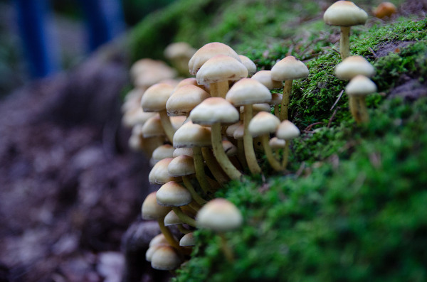 Cogumelos, um tipo de fungo, no meio de plantas rasteiras.