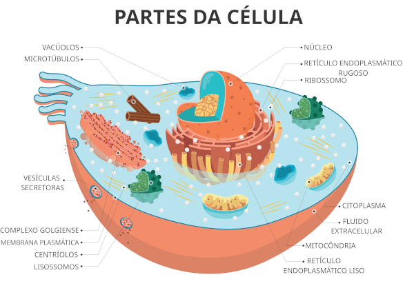 Representação das partes da célula e das organelas celulares.