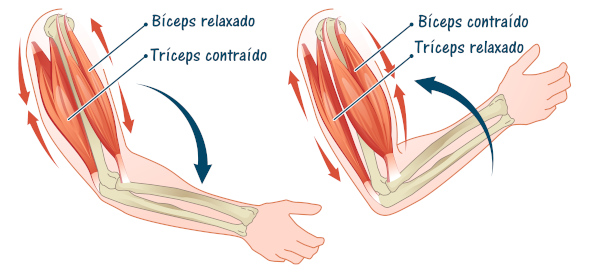 Ilustração do movimento dos músculos do corpo humano (bíceps e tríceps).