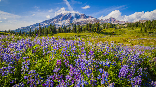 Parque Nacional do Monte Rainier, um dos principais pontos turísticos do estado de Washington.