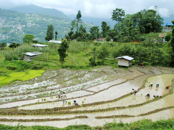 Vista de plantação de arroz em terraço úmido.