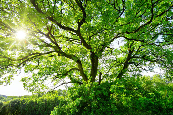 Árvore alta com luz solar