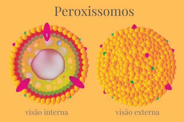 Esquema ilustrativo da visão interna e externa de um peroxissomo.